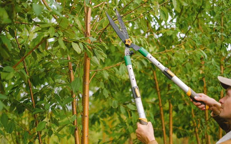 Tree trimming in Zumbrota, MN